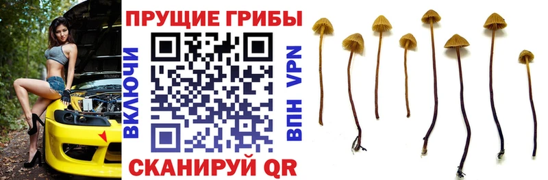 Галлюциногенные грибы MAGIC MUSHROOMS Купить закладки Кремёнки